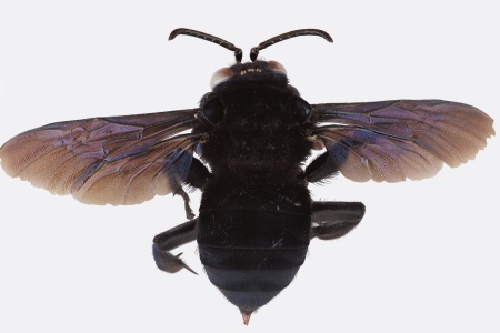 [Hopliphora female (dorsal/above view) thumbnail]